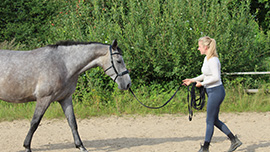 Blogbeitrag: Was ist Horsemanship?