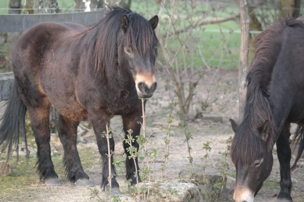 Exmoor-Ponies