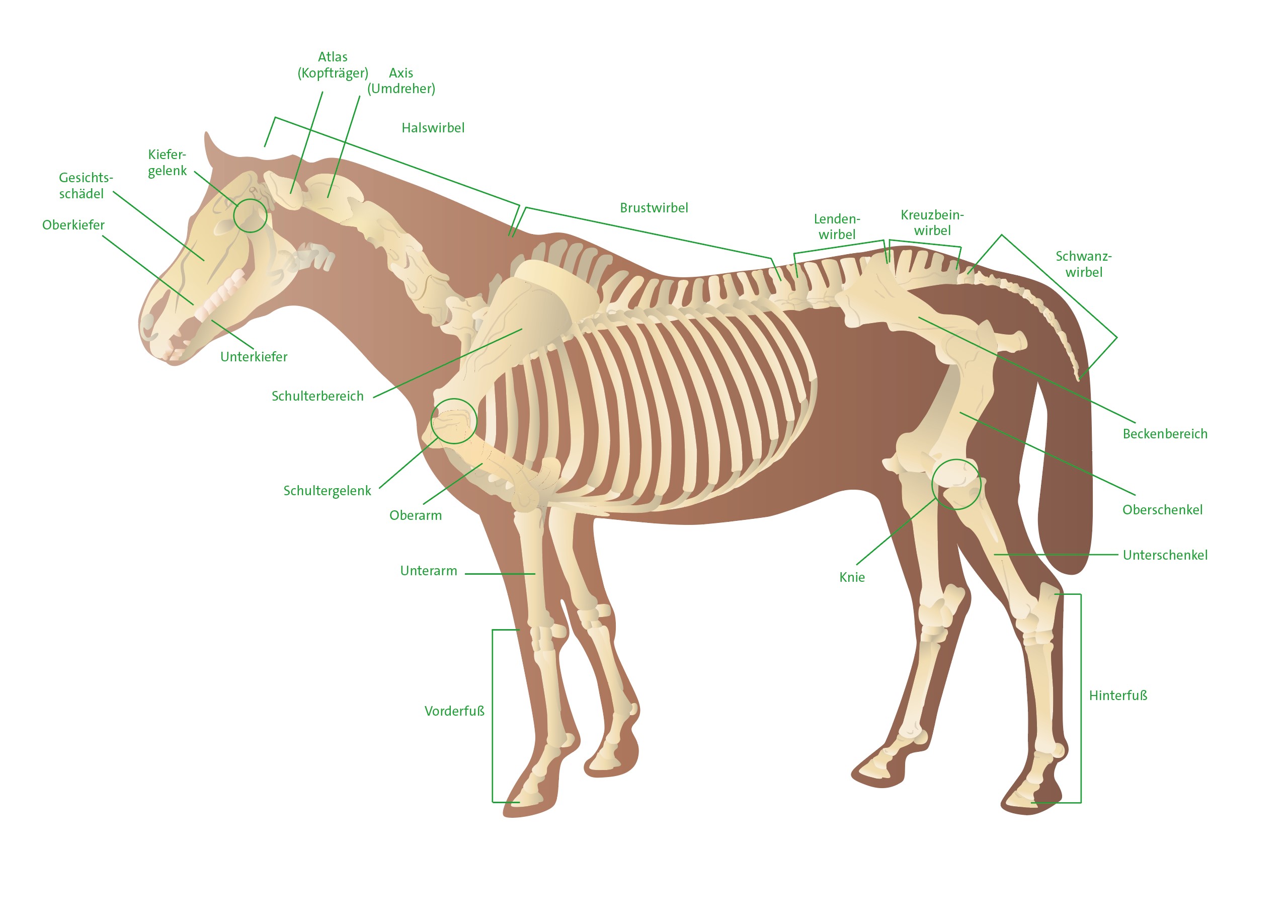 Die Anatomie des Pferdes