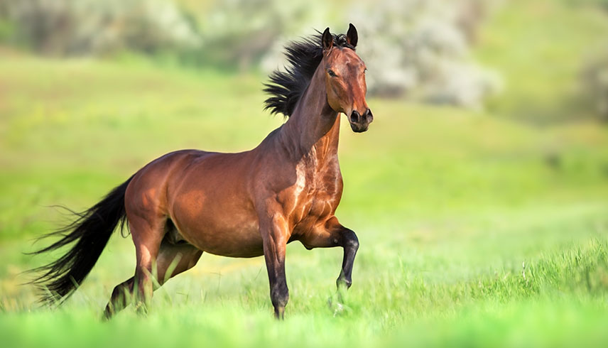 Pferd rennt