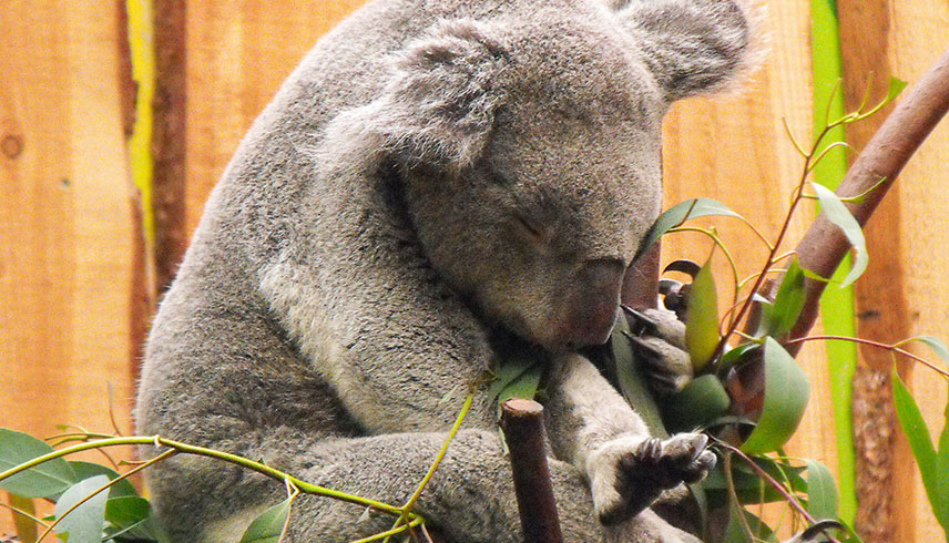 Koalas im sanften Tourismus