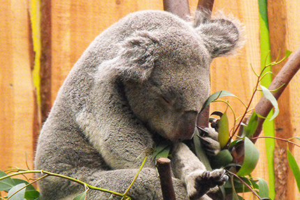 Ein Koala-Bär im sanften Tourismus