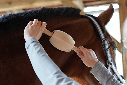 Faszientraining am Pferd