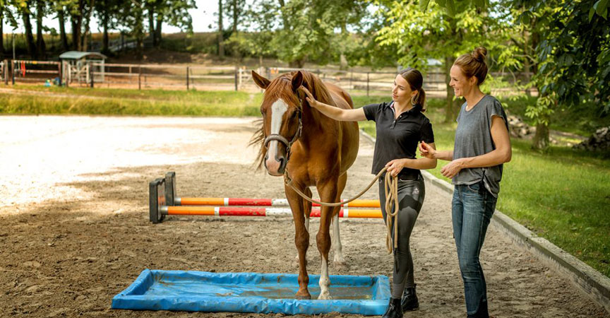 Trainerin mit Pferd beim Hindernislaufen